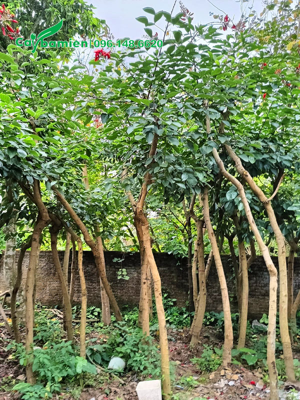 Osaka hoa đỏ đường kính gốc 8 - 10cm