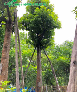 Bơ công trình dâm ủ kỹ, cao 3,5m