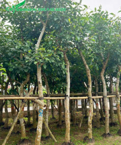 Hàng dưỡng ủ trong bầu nhiều năm cao 4 - 5m