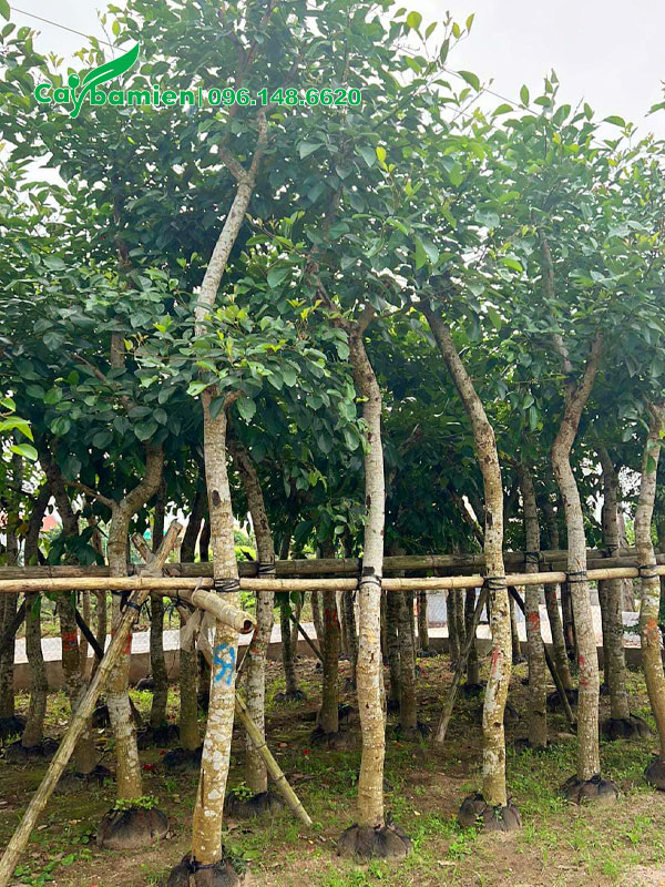 Hàng dưỡng ủ trong bầu nhiều năm cao 4 - 5m