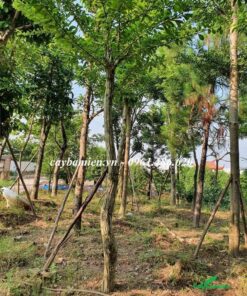 Cây đào tiên công trình cao 3 - 5m