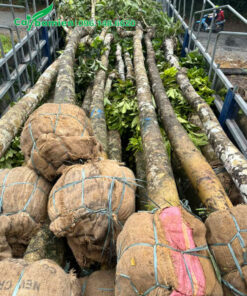 Xếp hàng chục cây Sang vanh 50 đã dâm ủ lên thùng xe