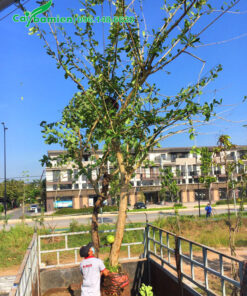 Vanh 50, chiều cao hơn 5m cây đào tiên đang được thi công tại một khu đô thị