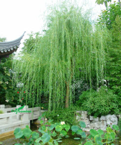 Cây liễu rũ trồng bên hồ sen, buông dáng thướt tha