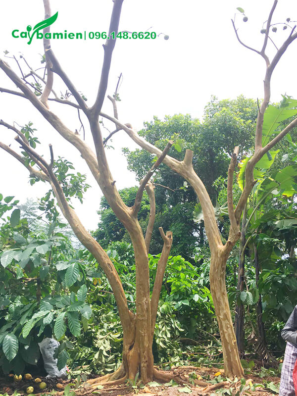 Ổi công trình cao 3m