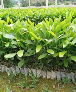 Vườn cây Keo giống chiều cao 40 - 50cm