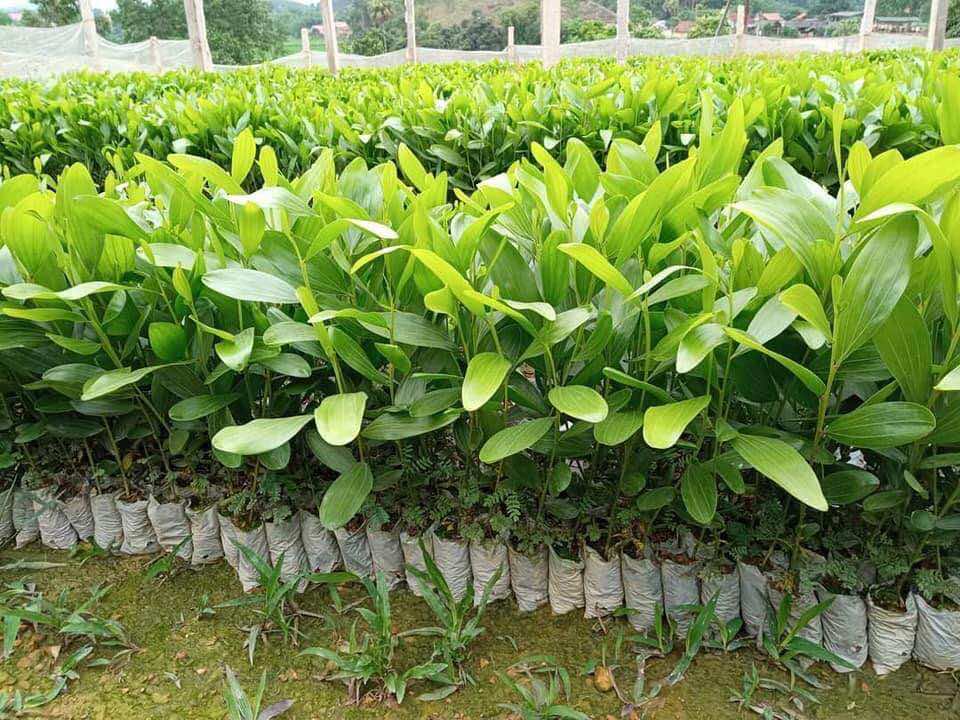 Vườn cây Keo giống chiều cao 40 - 50cm