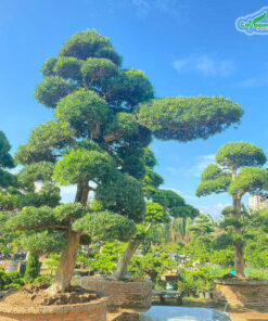 Những cây tùng vạn niên được trồng trong những chiếc bồn đặc biệt