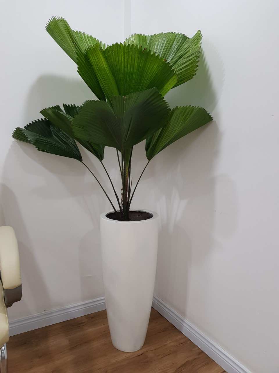 Chậu cây kè nhật để ở góc phòng