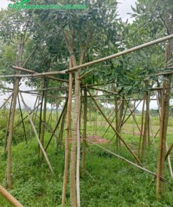 Làm cọc và giàn đỡ cho vườn cây chuông vàng phát triển tốt, tránh đổ gãy