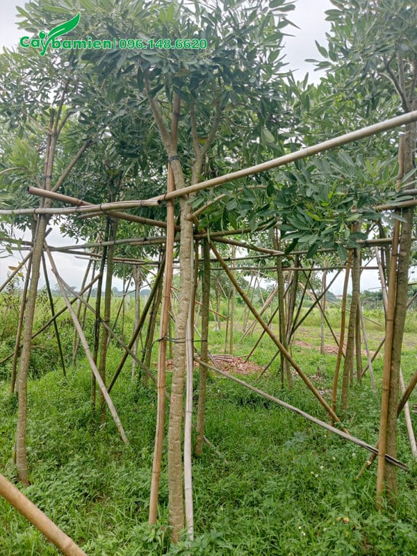 Làm cọc và giàn đỡ cho vườn cây chuông vàng phát triển tốt, tránh đổ gãy