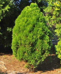 Cây trắc bách diệp tại vườn ươm