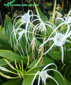 Những chùm hoa Bạch Trinh Biển trắng tinh