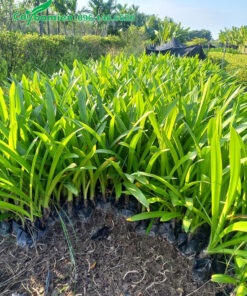 Cây con bạch trình biển chiều cao 40 - 45cm, lá màu xanh vàng