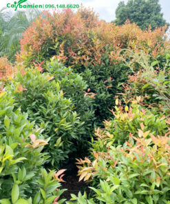 Vườn cây Hồng Lộc cảnh đủ mọi kích thước, độ tuổi