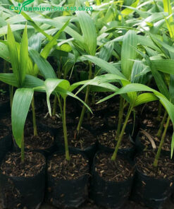 Cau giống cao 20cm, ươm hạt chất lượng