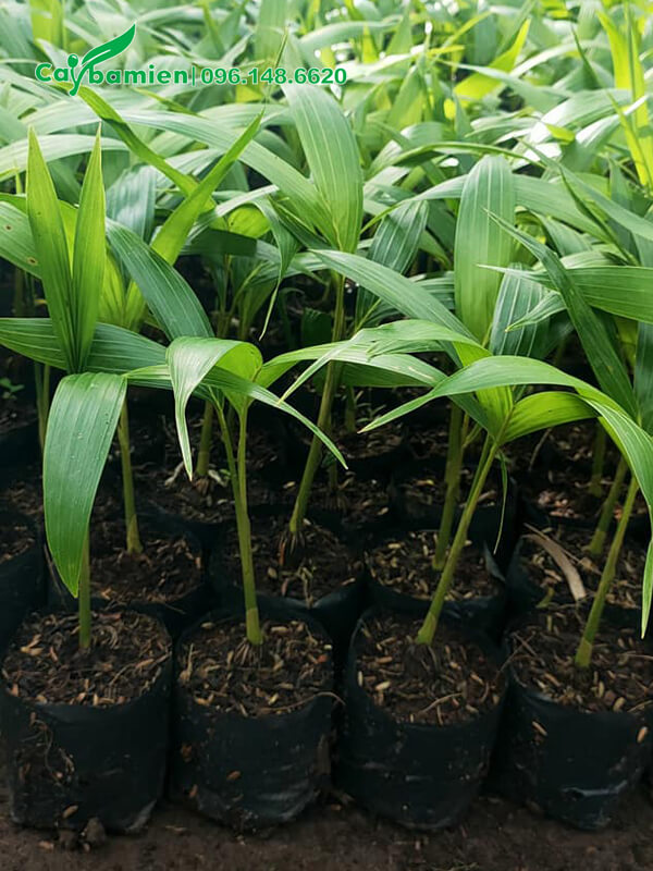 Cau giống cao 20cm, ươm hạt chất lượng