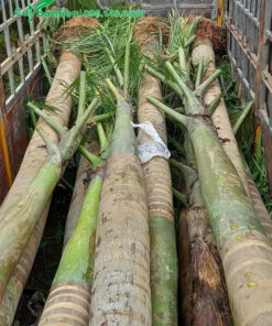 Cây đã chặt hết tán lá, chuẩn bị đem trồng