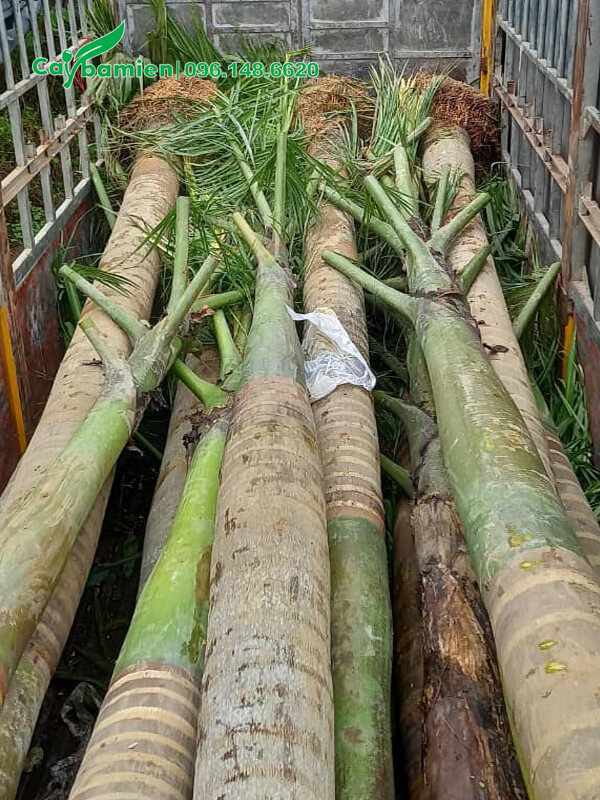 Cây đã chặt hết tán lá, chuẩn bị đem trồng