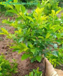 Chuỗi Ngọc công trình, bụi cao 30cm