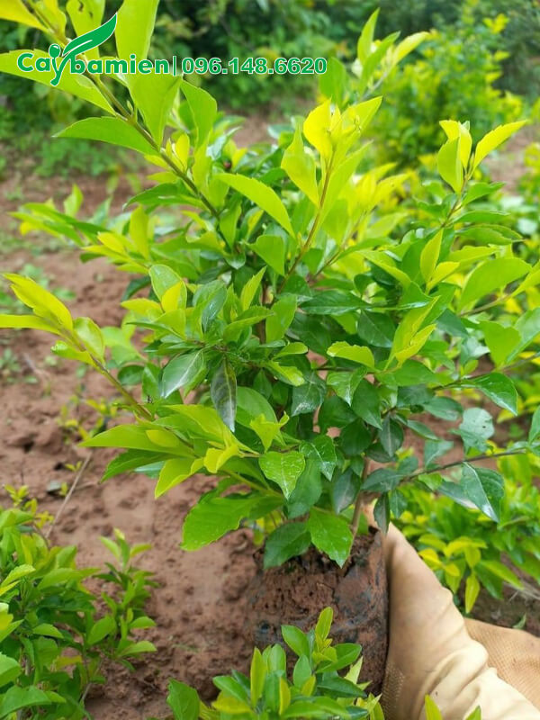 Chuỗi Ngọc công trình, bụi cao 30cm