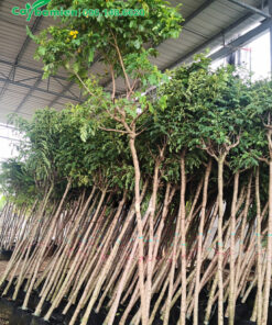 Cây dâm ủ trong bầu, số lượng lớn, chiều cao gần 3m