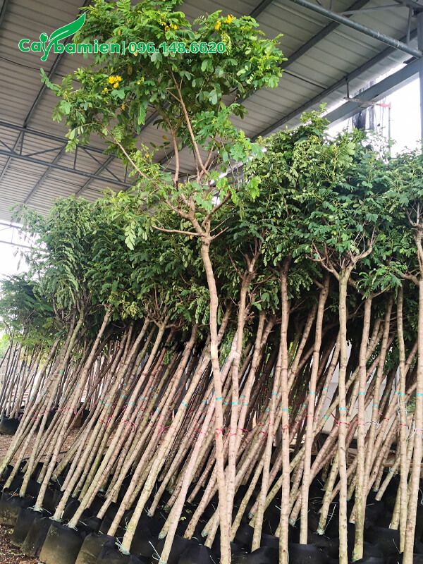 Cây dâm ủ trong bầu, số lượng lớn, chiều cao gần 3m