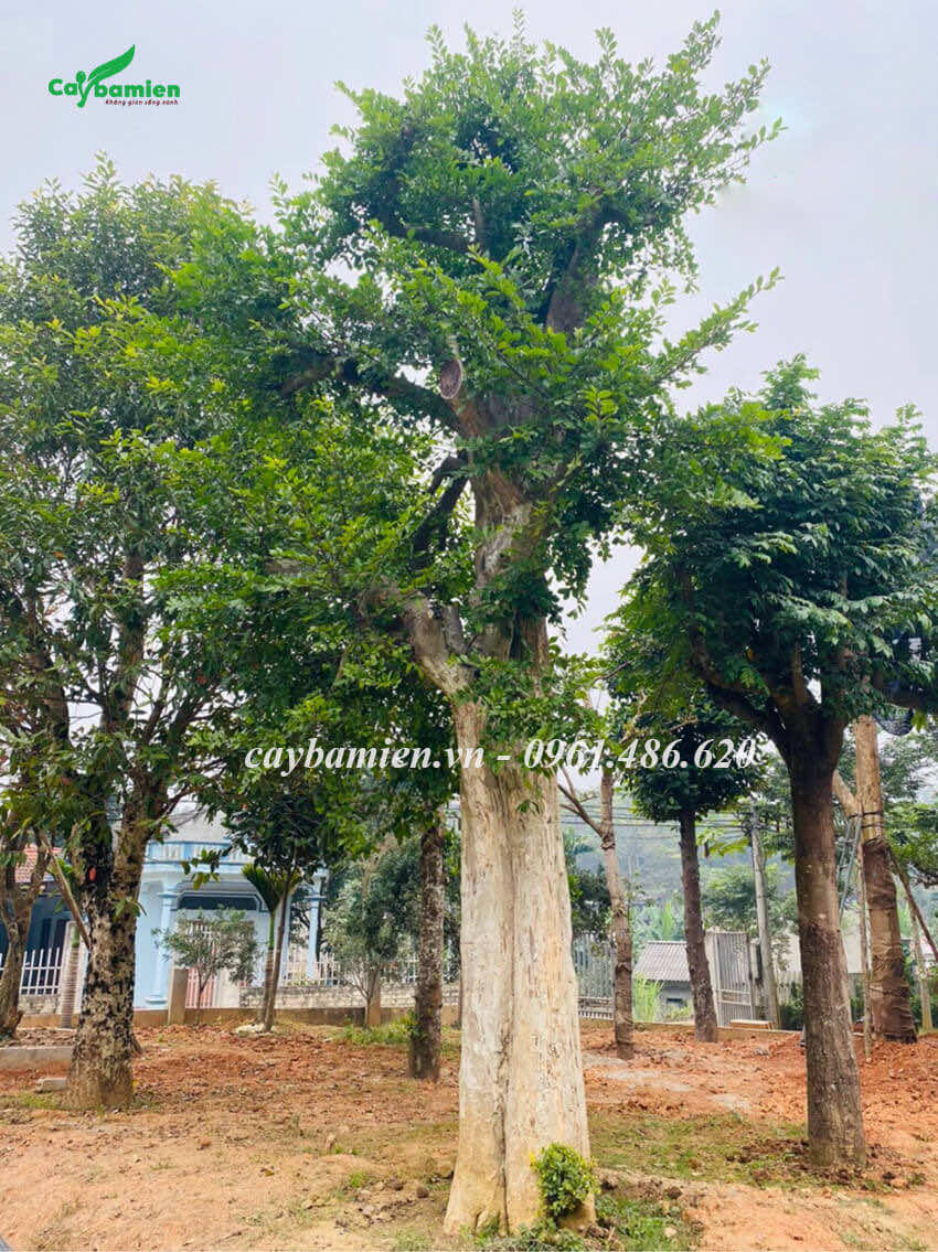 Cây Duối cổ thụ gần 100 năm tuổi