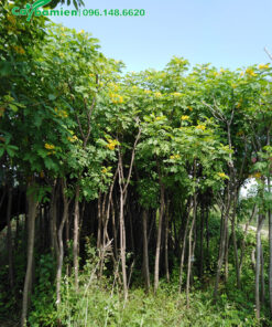 Điệp vàng trưởn thành, cao hơn 2m, đường kính 5cm