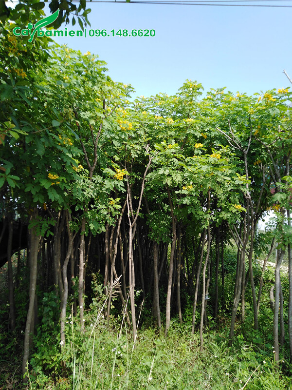 Điệp vàng trưởn thành, cao hơn 2m, đường kính 5cm