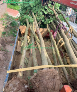 Cây Hoa ban trắng Tây Bắc trưởng thành