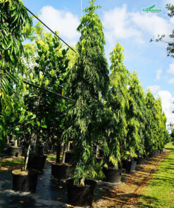 Những hàng cây Hoàng Nam thẳng tắp, cao tốt tại vườn ươm