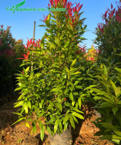 Bán cây Hồng Lộc dưỡng trong bầu từ nhỏ