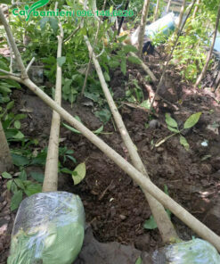 Những cây kèn hồng cao >3m vừa được bứng bầu