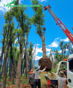 Long Não cổ thụ dưỡng ủ lâu năm