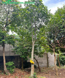 Cây Mít công trình cao hơn 5m, vanh 50