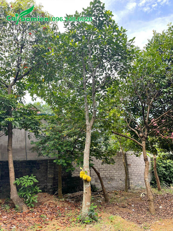 Cây Mít công trình cao hơn 5m, vanh 50