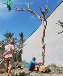 Trồng cây ổi dáng đẹp, thân cao 4m