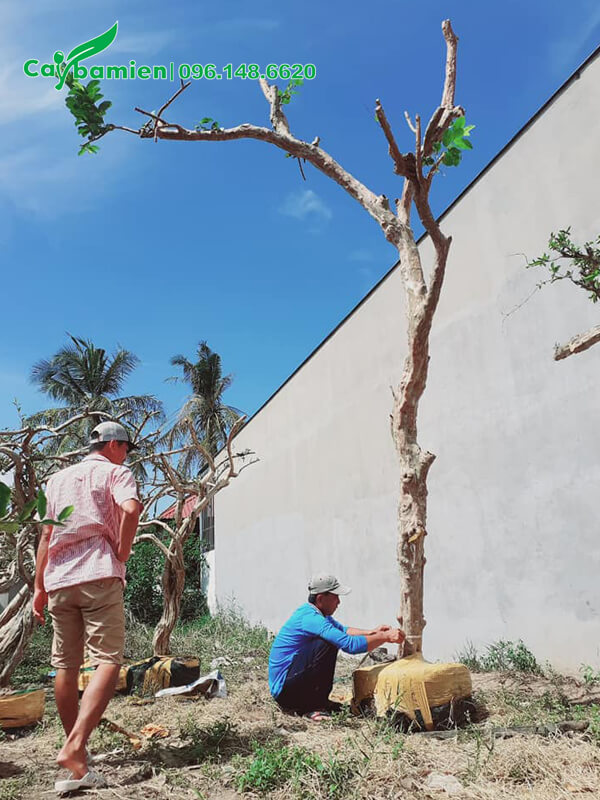 Trồng cây ổi dáng đẹp, thân cao 4m