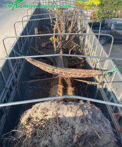 Bán cây Sộp cổ thụ cao 8 - 9m