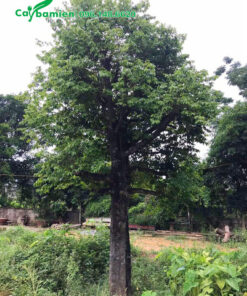 Cây cao 4 - 5m đã dâm ủ nhiều năm, vanh gốc khoảng 70 - 80