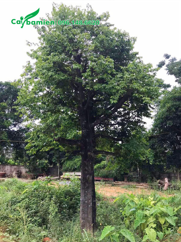 Cây cao 4 - 5m đã dâm ủ nhiều năm, vanh gốc khoảng 70 - 80