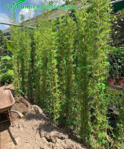 Địa chỉ mua cây Trúc Quân Tử đánh thẳng