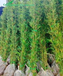 Đơn hàng cung cấp số lượng lớn cây Trúc Quân Tử cao hơn 2m