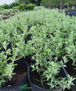 Cây Bạch Tuyết Sơn được trồng trong từng chậu, được chăm sóc tỉ mỉ