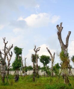 Dự án trồng xà cừ công trình