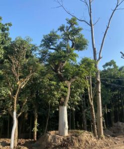 Cây chay công trình tại vườn