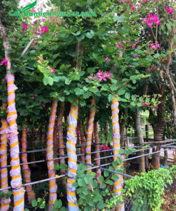 Vườn ban tím quy mô lớn, dưỡng ủ thời gian dài, hoa nở đẹp