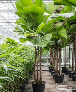 Trồng cây kè nhật tại vườn