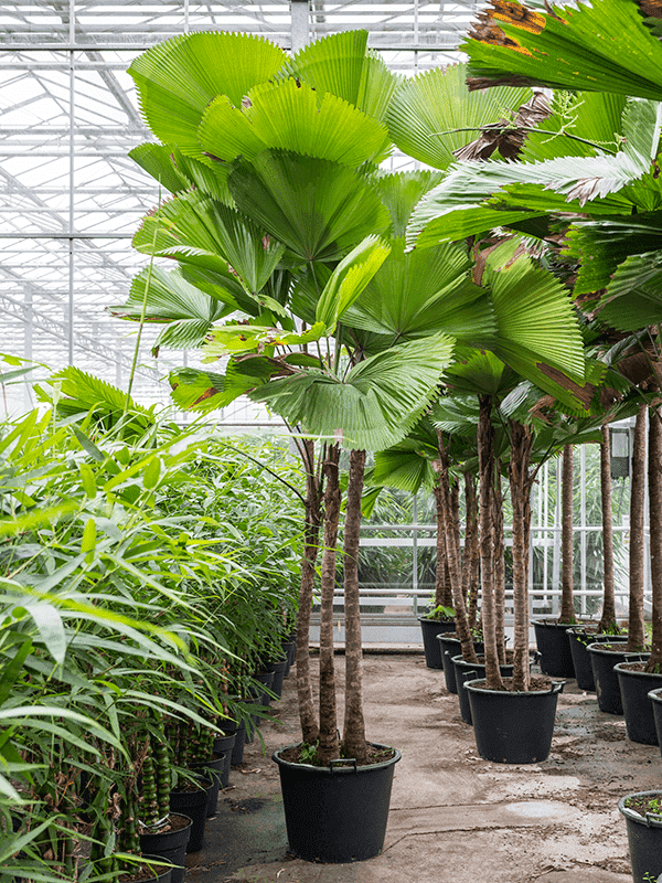 Trồng cây kè nhật tại vườn